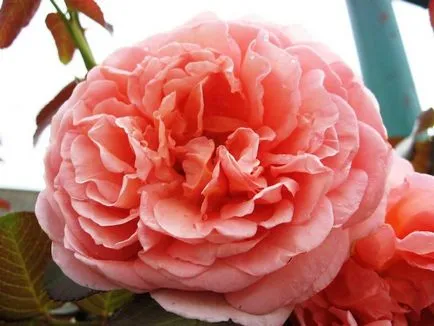 Rose-shraby mi ez, fotó, leírás, ültetés, gondozás, fajták