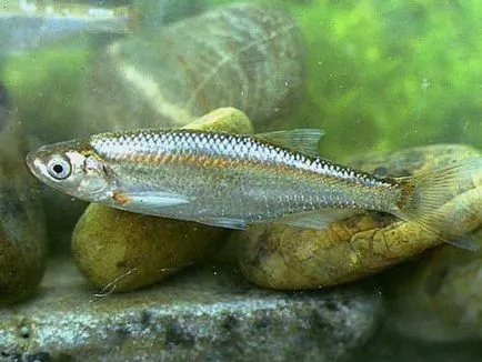 Fish sivár, fotó, leírás a megjelenés és az életmód küsz (sivár) Fish sivár, fotó, leírás a külső megjelenése, arculata sivár élet