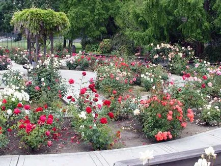 Roses kerttervezés