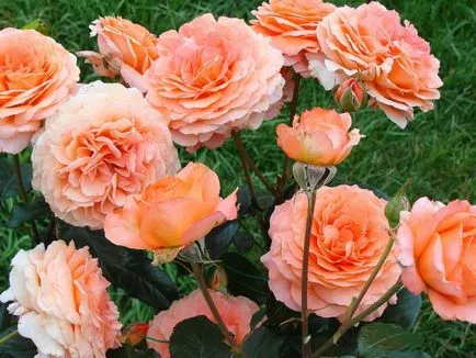 Rose-shraby mi ez, fotó, leírás, ültetés, gondozás, fajták