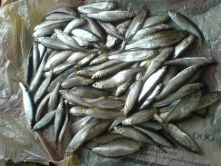Fish sivár, fotó, leírás a megjelenés és az életmód küsz (sivár) Fish sivár, fotó, leírás a külső megjelenése, arculata sivár élet
