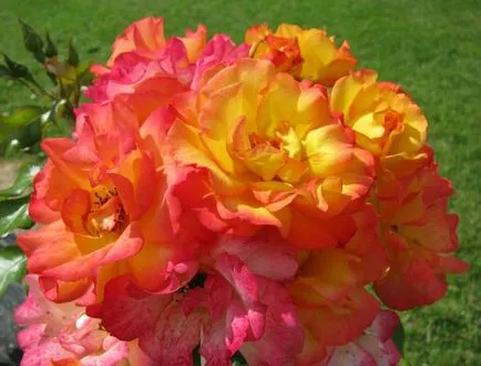 Rose-shraby mi ez, fotó, leírás, ültetés, gondozás, fajták