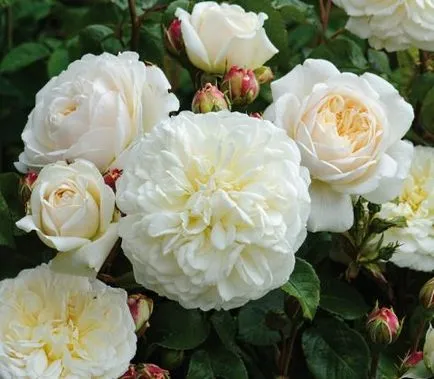 Rose-shraby mi ez, fotó, leírás, ültetés, gondozás, fajták