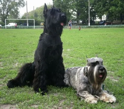Óriás schnauzer fotó, ár, fajta leírás, képességgel, video - én watchdog