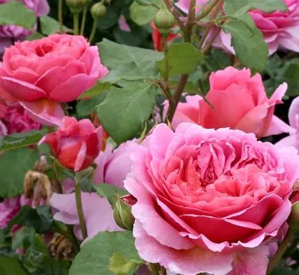 Rose-shraby mi ez, fotó, leírás, ültetés, gondozás, fajták