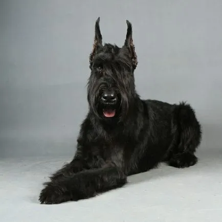 Óriás schnauzer fotó, ár, fajta leírás, képességgel, video - én watchdog