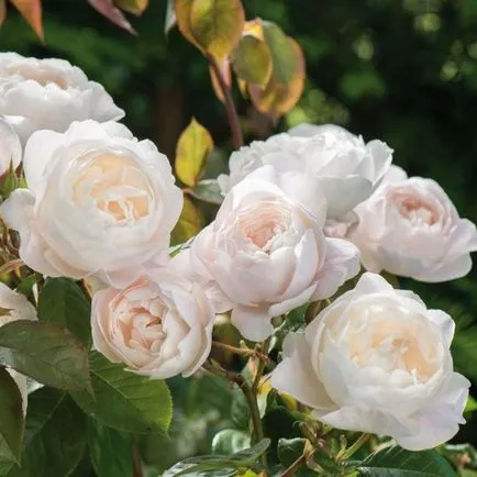 Rose-shraby mi ez, fotó, leírás, ültetés, gondozás, fajták