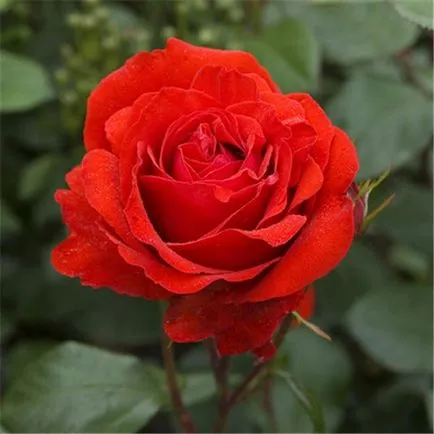 Rose-shraby mi ez, fotó, leírás, ültetés, gondozás, fajták