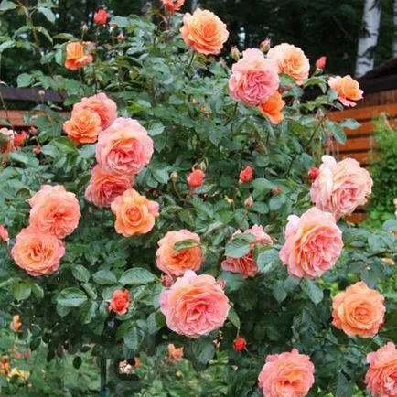 Rose pavilon, leírás