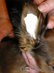Magyar Játék terrier