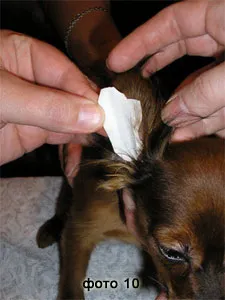 Magyar Játék terrier