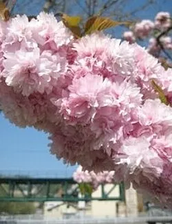 Sakura - távú -entsiklopedichesky Alap (enciklopédikus cikk) Sakura - távú -entsiklopedichesky alap