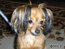 Magyar Játék terrier