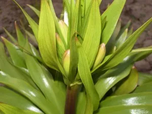 Fritillaria imperialis vakapyvanie és tárolása izzók, ültetés - Fritillaria