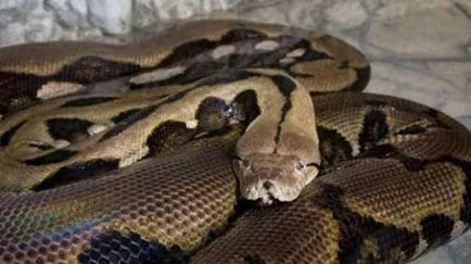 A legtöbb ismert esetek támadások emberekben óriáskígyó, piton és boa, a pofák az állatok (háziállatok) A legtöbb ismert esetek támadások emberekben óriáskígyó, piton és boa, a pofák az állatok