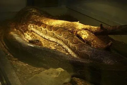 A legtöbb ismert esetek támadások emberekben óriáskígyó, piton és boa, a pofák az állatok (emberek) A legtöbb ismert esetek támadások emberekben óriáskígyó, piton és boa, a pofák az állatok