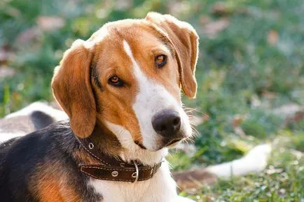Orosz tarka hound történet, karakter, gondoskodó és jellemzői a tartalom (fotók)