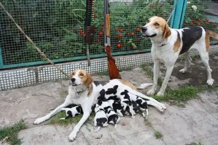 Orosz tarka hound történet, karakter, gondoskodó és jellemzői a tartalom (fotók)