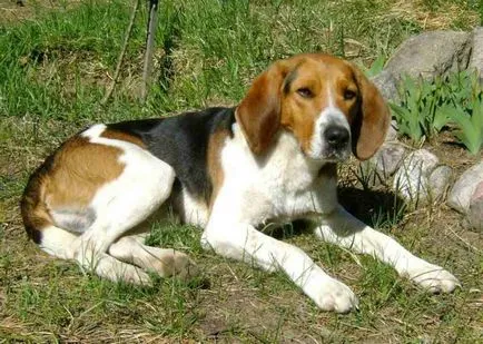 Orosz tarka hound történet, karakter, gondoskodó és jellemzői a tartalom (fotók)