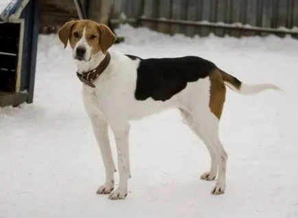 Orosz tarka hound történet, karakter, gondoskodó és jellemzői a tartalom (fotók)