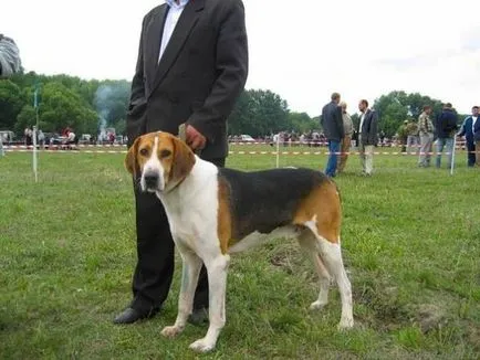 Orosz tarka hound történet, karakter, gondoskodó és jellemzői a tartalom (fotók)