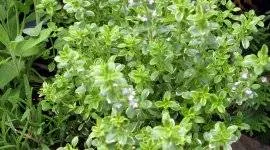 Saffron hasznos tulajdonságok, mint a bevétel