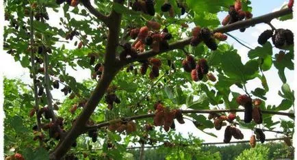 Mulberry hasznos és gyógyító tulajdonságait ellenjavallatok