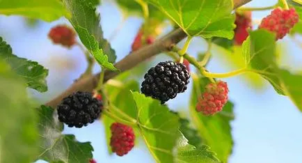 Mulberry hasznos és gyógyító tulajdonságait ellenjavallatok