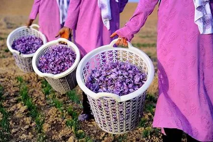Saffron hasznos tulajdonságok, mint a bevétel