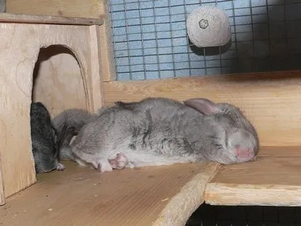 Chinchilla az oldalán fekszik és rángatózás - mit kell tenni (oldalsó) Chinchilla az oldalán fekszik és rángatózás - mit kell tenni