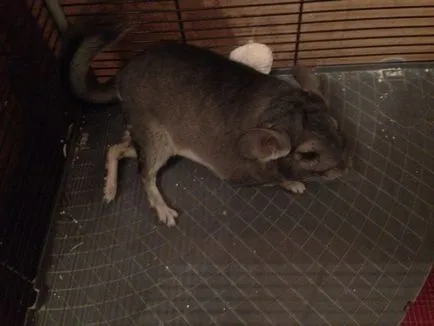 Chinchilla az oldalán fekszik és rángatózás - mit kell tenni (rángatózás) Chinchilla az oldalán fekszik és rángatózás - mit kell tenni