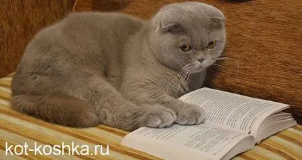 Skót macska - egy leírást a különbség Scottish fold macskák és pryamouhie (skót macska) Skót macska - egy leírást a különbség Scottish fold macskák és pryamouhie