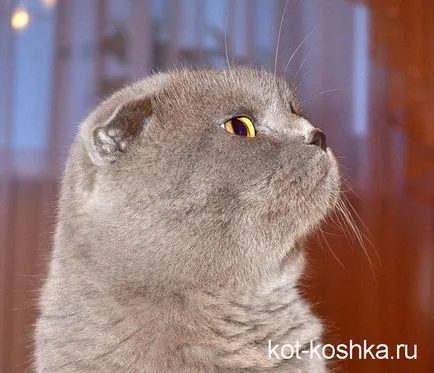 Skót macska - egy leírást a különbség Scottish fold macskák és pryamouhie (különböző) Skót macska - egy leírást a különbség Scottish fold macskák és pryamouhie