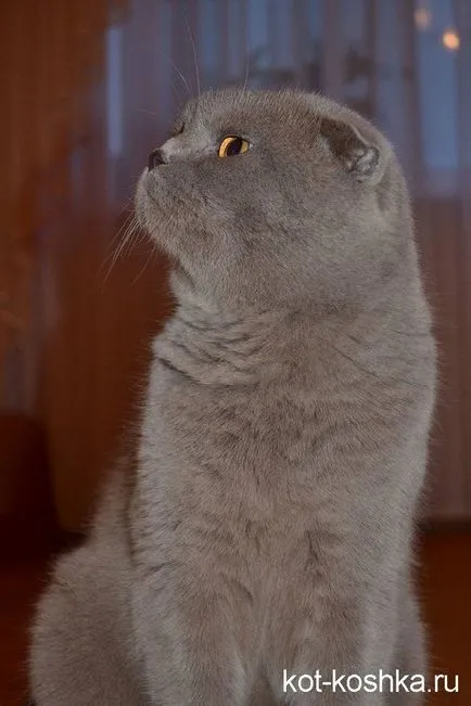 Skót macska - egy leírást a különbség Scottish fold macskák és pryamouhie (Fold) Skót macska - egy leírást a különbség Scottish fold macskák és pryamouhie
