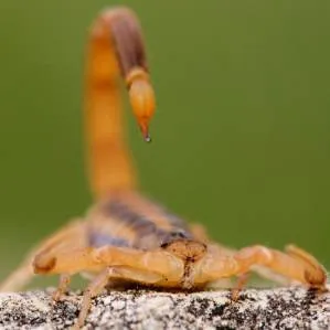 Scorpions típusú, tartalom, etetés, gondozás (etetés) Scorpions típusú, tartalom, etetés, gondozás