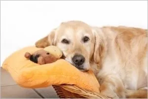 Hány nap van egy kutya a hőt, és hányszor egy életen át