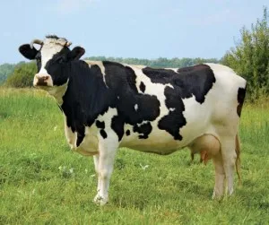Párzás tehenek és előkészítő berendezések, háztartási farm