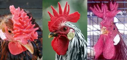 Vicces csirke fotó és vicces kakasok szelfi! (Vicces) Vicces csirke fotó és vicces kakasok szelfi!