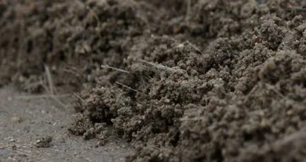 Hogyan száraz cement padló - részletek!