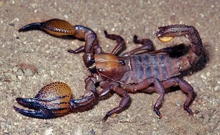 Scorpio - leírás, típus, hogy mit eszik, hol lakik, fotók (várakozás) Scorpio - leírás, típus, hogy mit eszik, hol lakik, fotók