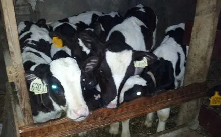Mennyibe kerül egy élő borjú Magyarországon, mit és mennyit költség (költség) Mennyibe kerül egy élő borjú Magyarországon, hogy mit és mennyit kellene