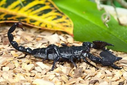 Scorpio - leírás, típus, hogy mit eszik, hol lakik, fotók (várakozás) Scorpio - leírás, típus, hogy mit eszik, hol lakik, fotók