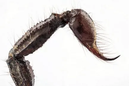 Scorpio - leírás, típus, hogy mit eszik, hol lakik, fotók (faj) Scorpio - leírás, típus, hogy mit eszik, hol lakik, fotók