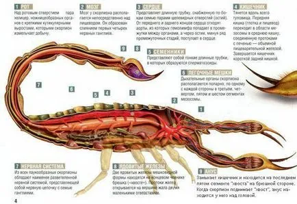 Scorpio - leírás, típus, hogy mit eszik, hol lakik, fotók (faj) Scorpio - leírás, típus, hogy mit eszik, hol lakik, fotók