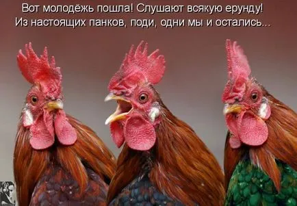 Vicces csirke fotó és vicces kakasok szelfi! (Fotó) Vicces csirke fotó és vicces kakasok szelfi!
