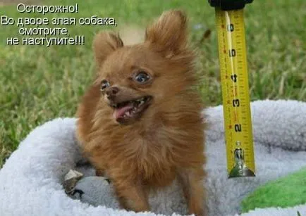 Töltse vicces képek a kutyákról (38 fotó) - vicces kép és humor