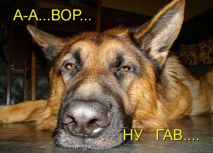 Töltse vicces képek a kutyákról (38 fotó) - vicces kép és humor