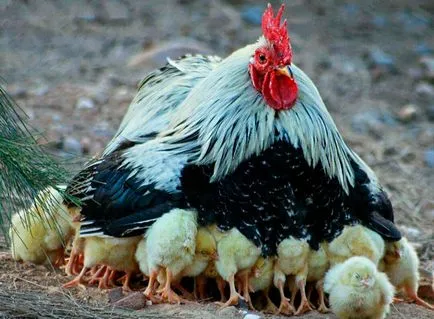 Vicces csirke fotó és vicces kakasok szelfi! (Funny csirke fotó) Vicces csirke fotó és vicces kakasok szelfi!