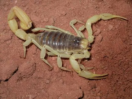 Scorpio - leírás, típus, hogy mit eszik, hol lakik, fotók (leírás) Scorpio - leírás, típus, hogy mit eszik, hol lakik, fotók