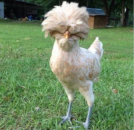 Vicces csirke fotó és vicces kakasok szelfi! (Cool) Vicces csirke fotó és vicces kakasok szelfi!